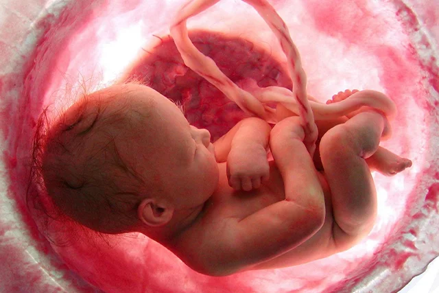 Human fetus inside the womb connected to the umbilical cord, representing prenatal development and cord blood banking.