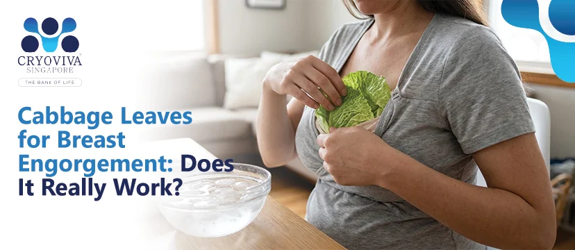 Cabbage-Leaves-for-Breast-Engorgement-Does-It-Really-Work